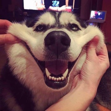 PetFunny