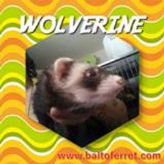 Ferrets for Sale