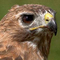 World Zoo Animals