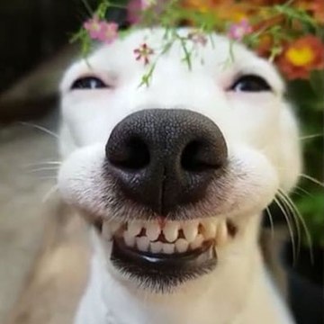 Funny Animals