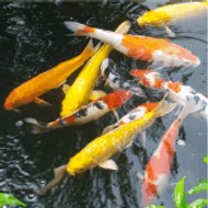 Koi Fish Pond