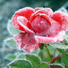 Snow Flower