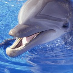 DolphinTown