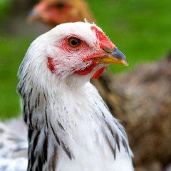 El Gallinero de SantaFe