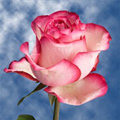 Rose Flower