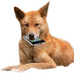 funny dog...