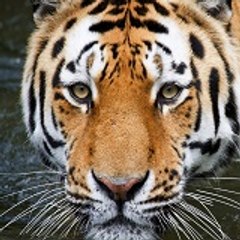 Animal World