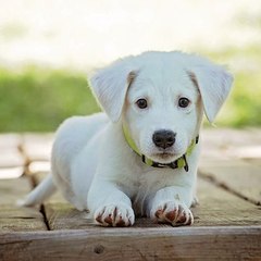 Doggo
