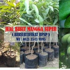 0821 3543 9895 Bibit Mangga Unggul Bersertifikat