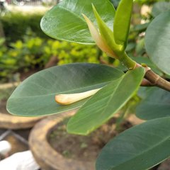 budi santoso