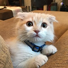 Furriends Corner