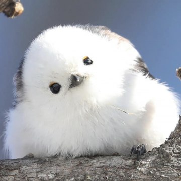 Aegithalos caudatus