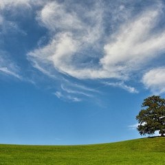 علي الفرهود