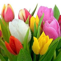 سهى هندي