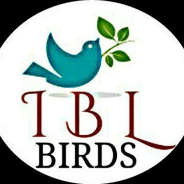 Indian Budgies & Luv Birds