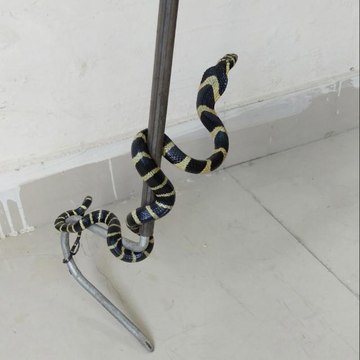 Know About Snakes