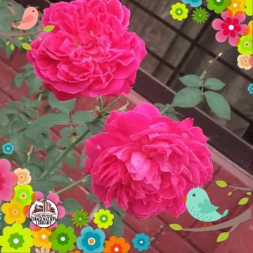 محمودي  مروان