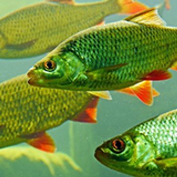 Village Fishing