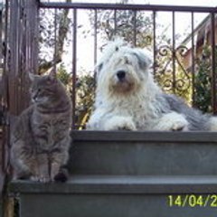 gattovelour