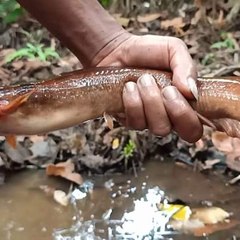 MANCING UNIK