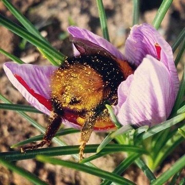 Αστέρια στην άμμο