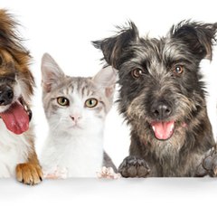 cats_dogs cartoon
