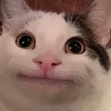 Belluga