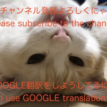 Japan, cats and other everyday life.