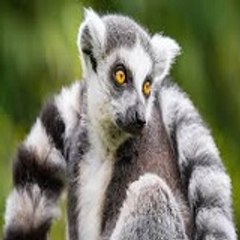 WILD ANIMAL VIDEOS