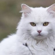 dm_0d5d045cb3443c55e4471d21c87cdbe4