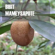 Bibit Mamey Sapote Termurah +62 852–2792–0000