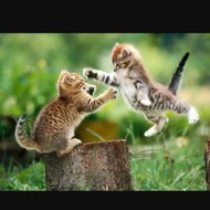 محمد زين حج عيسى