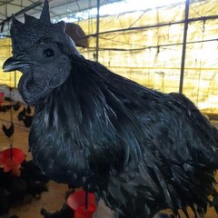 KING KADAKNATH PUNJAB