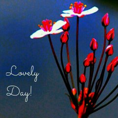 Today whatsapp   status