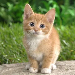 Cat Animals