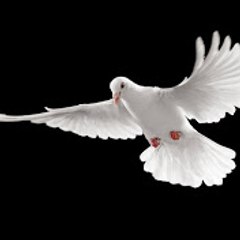 Pigeons Lover
