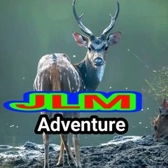 Jlm Entertainment