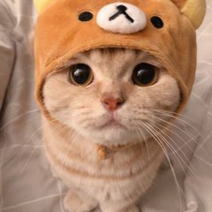 หน้าหมี