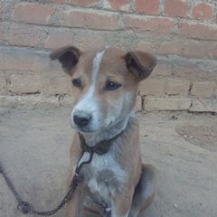 Chunku Toon