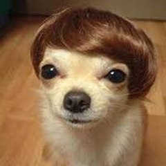 Pet Funny World