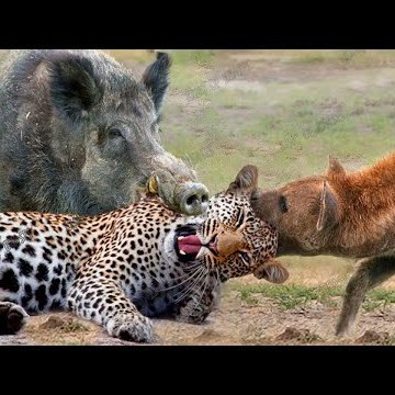Animal clips