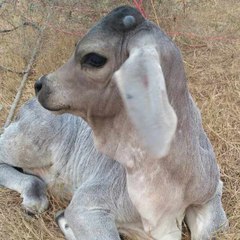 KANKREJ COW BREEDERS