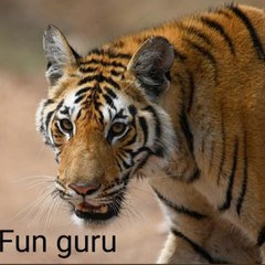 Fun Zone