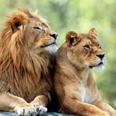 Animal life Channel
