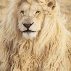 Lion king