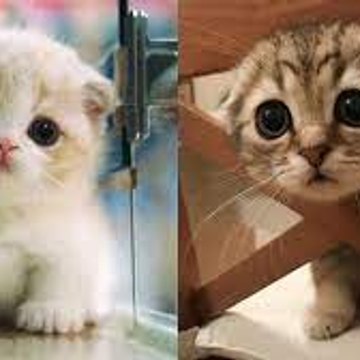 Home Creatures
