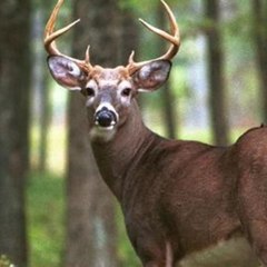NBWildman