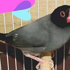 Indian Birds Lover