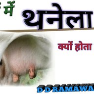 D D Ramawat