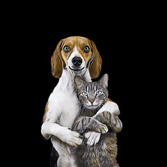 Pets care